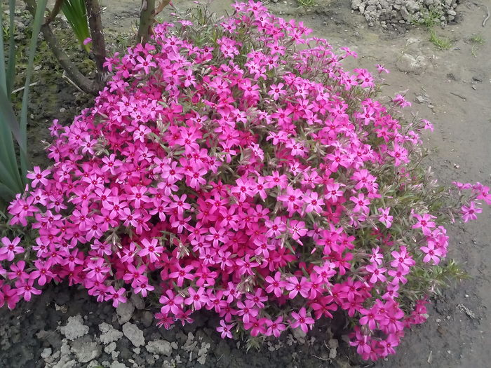 IMG_20160410_122701 - 2016 Primavara