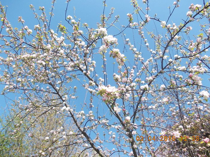 DSCN0625 - PARCUL IOR APRILIE 2016