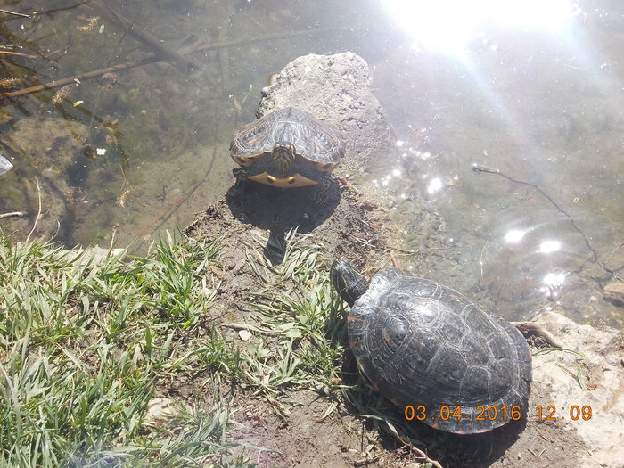 DSCN0622 - PARCUL IOR APRILIE 2016