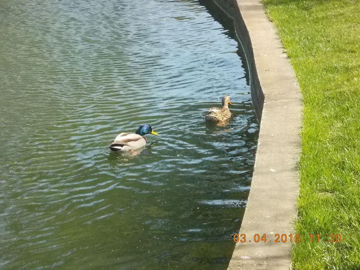 DSCN0604 - PARCUL IOR APRILIE 2016