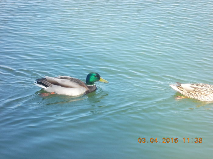 DSCN0601 - PARCUL IOR APRILIE 2016