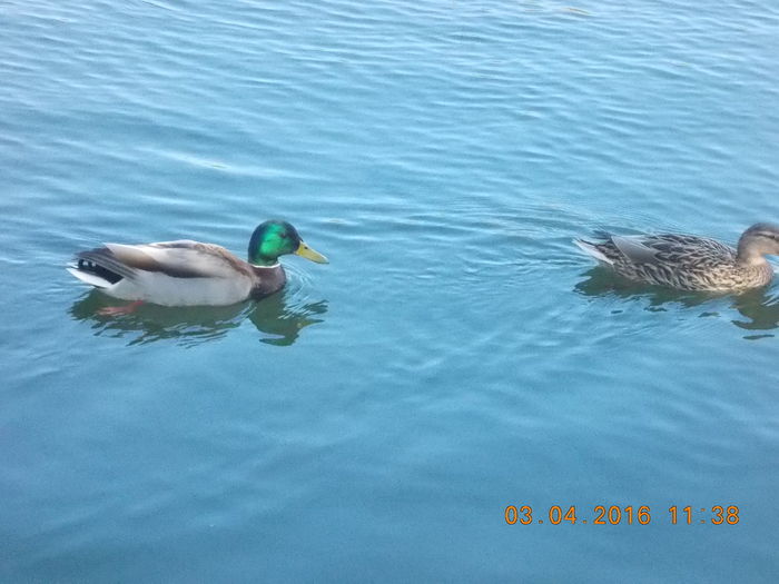 DSCN0600 - PARCUL IOR APRILIE 2016