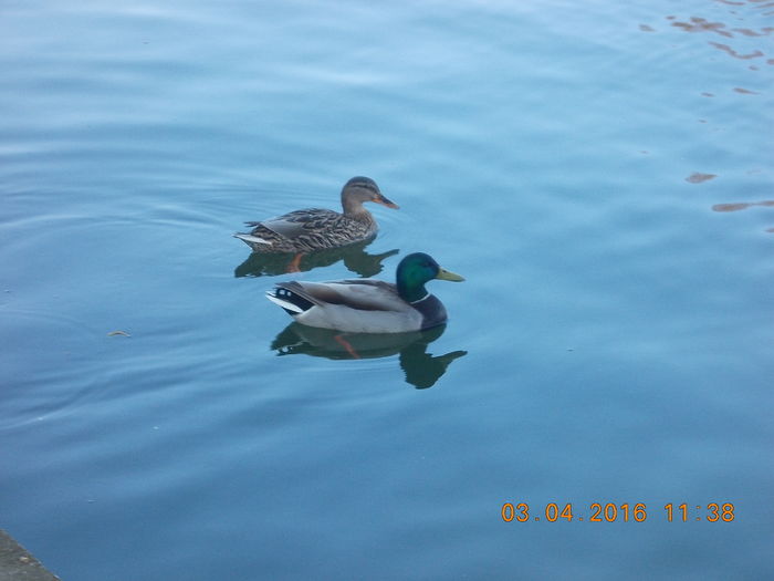 DSCN0599 - PARCUL IOR APRILIE 2016