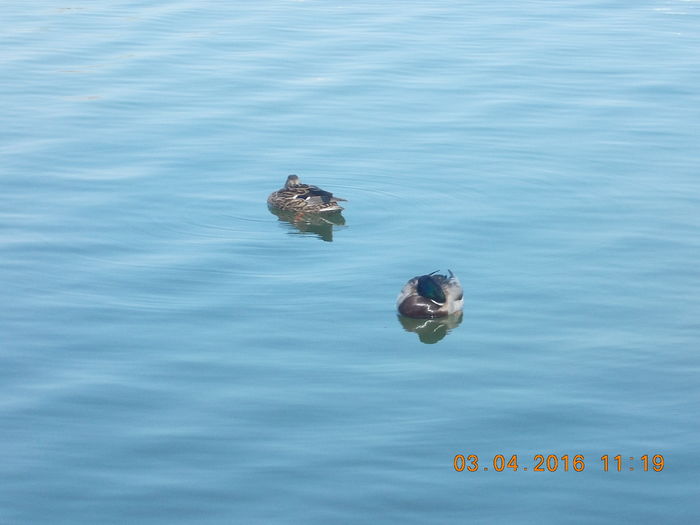 DSCN0593 - PARCUL IOR APRILIE 2016