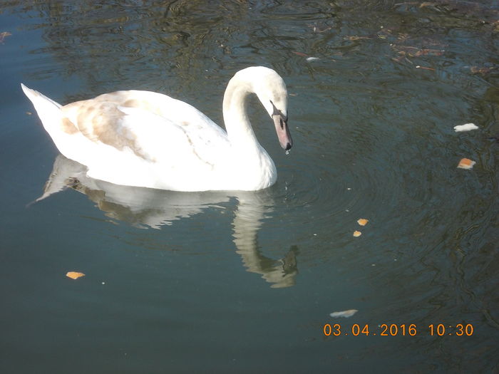 DSCN0570 - PARCUL IOR APRILIE 2016