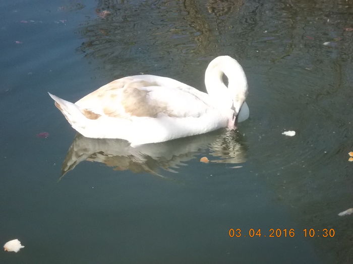 DSCN0569 - PARCUL IOR APRILIE 2016