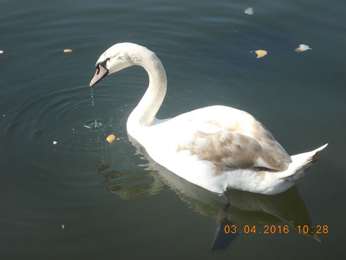 DSCN0568 - PARCUL IOR APRILIE 2016