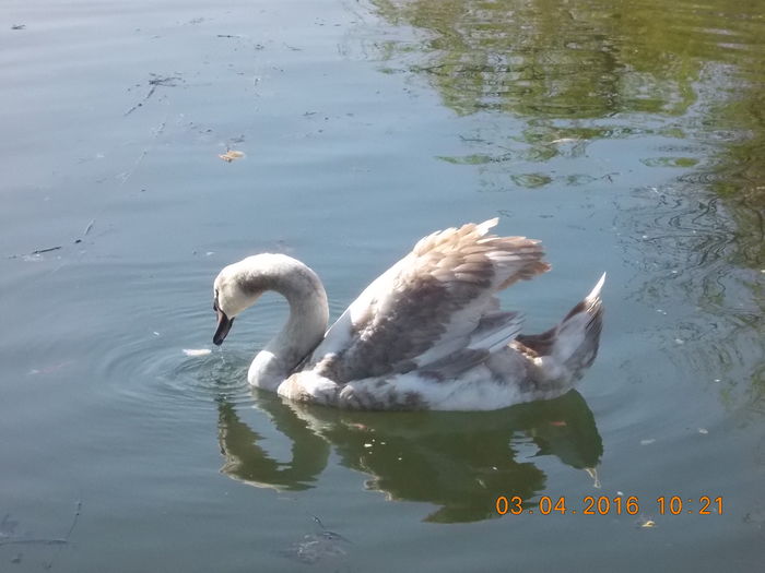 DSCN0559 - PARCUL IOR APRILIE 2016