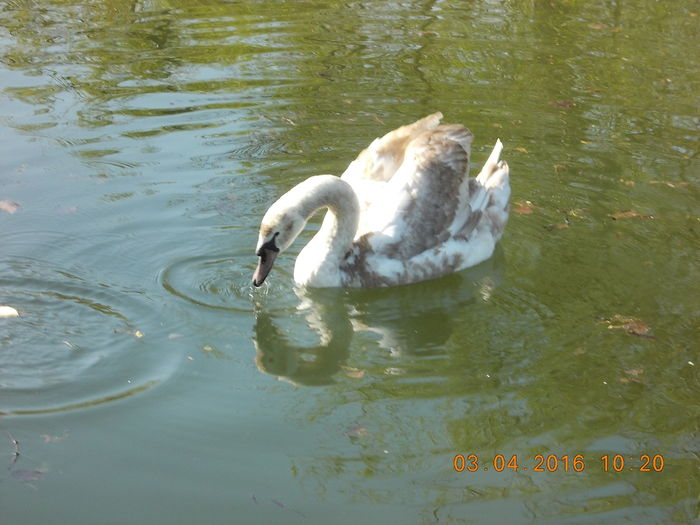 DSCN0558 - PARCUL IOR APRILIE 2016
