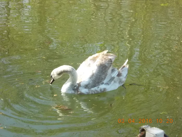 DSCN0557 - PARCUL IOR APRILIE 2016