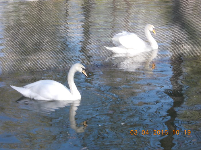 DSCN0556 - PARCUL IOR APRILIE 2016