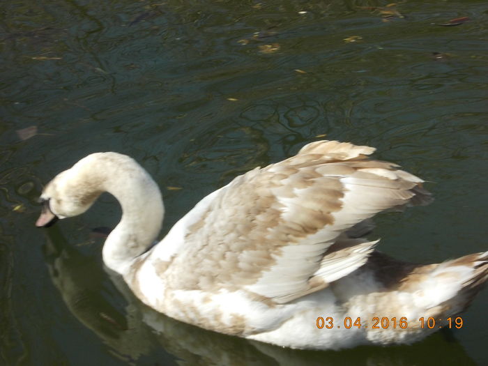 DSCN0555 - PARCUL IOR APRILIE 2016