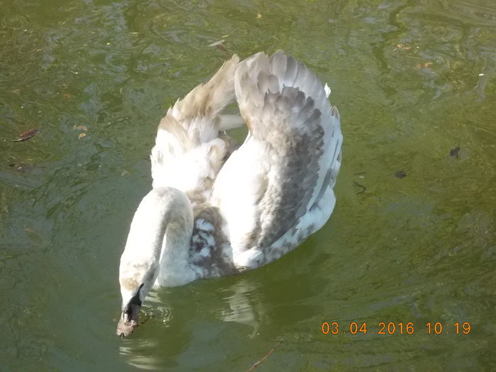 DSCN0554 - PARCUL IOR APRILIE 2016