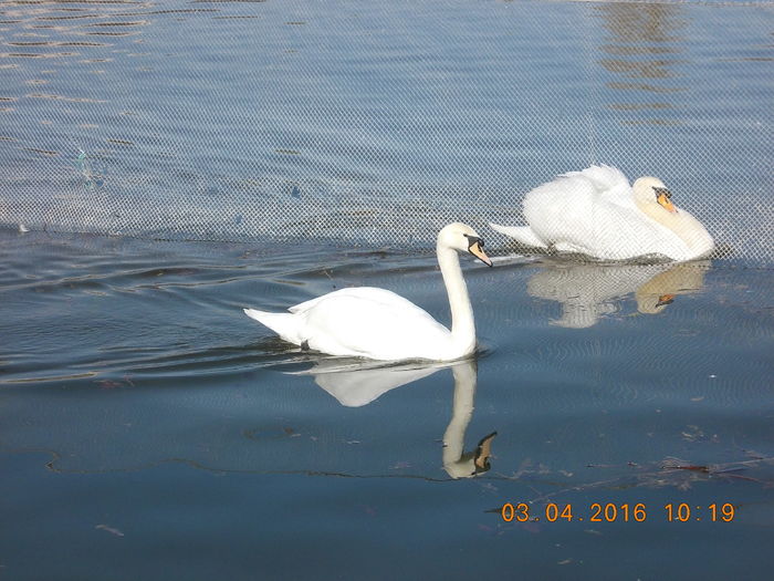 DSCN0552 - PARCUL IOR APRILIE 2016