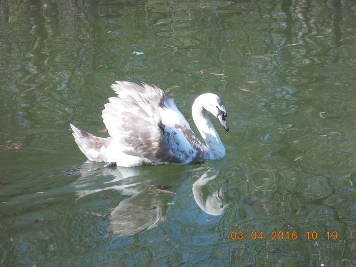 DSCN0551 - PARCUL IOR APRILIE 2016