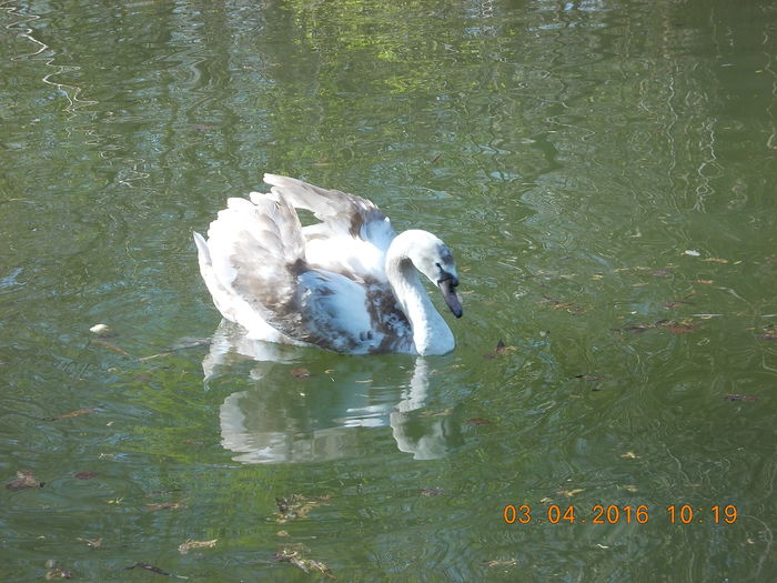 DSCN0550 - PARCUL IOR APRILIE 2016
