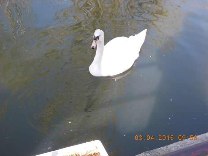 DSCN0545 - PARCUL IOR APRILIE 2016