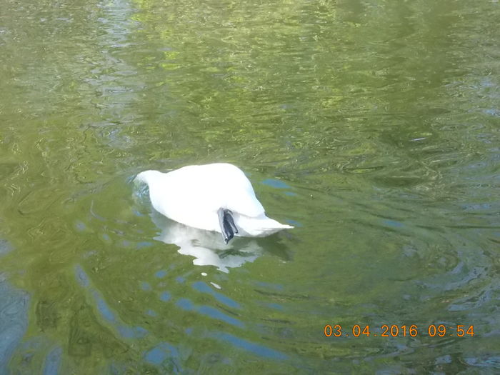 DSCN0542 - PARCUL IOR APRILIE 2016