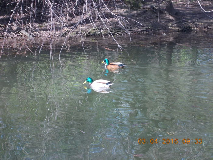 DSCN0536 - PARCUL IOR APRILIE 2016