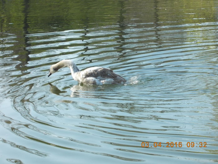 DSCN0534 - PARCUL IOR APRILIE 2016