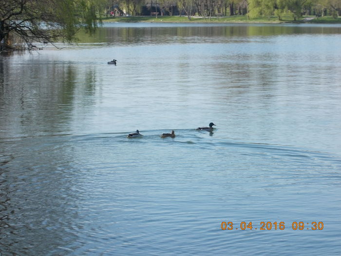 DSCN0532 - PARCUL IOR APRILIE 2016