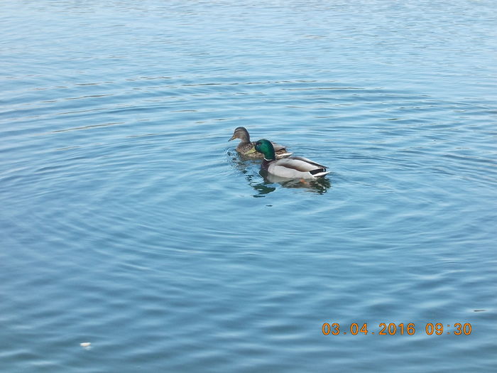DSCN0530 - PARCUL IOR APRILIE 2016