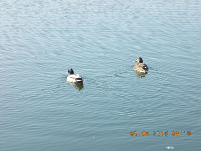 DSCN0493 - PARCUL IOR APRILIE 2016