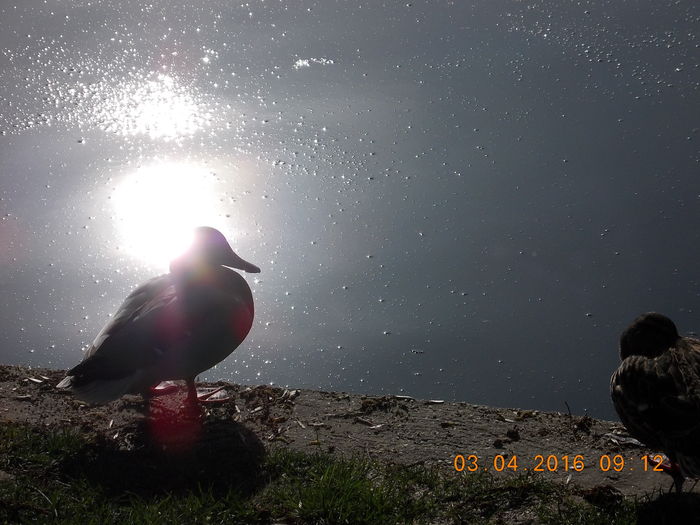 DSCN0481 - PARCUL IOR APRILIE 2016