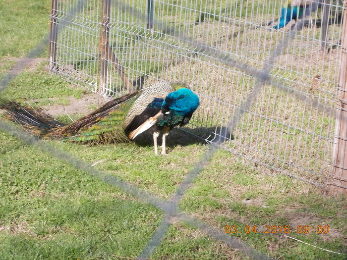 DSCN0460 - PARCUL IOR APRILIE 2016