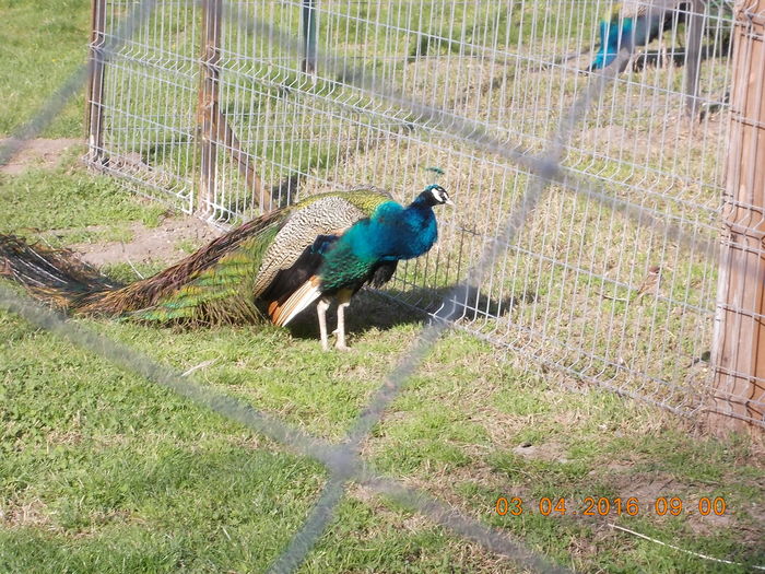 DSCN0459 - PARCUL IOR APRILIE 2016