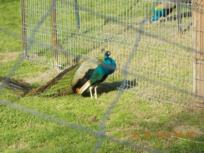 DSCN0458 - PARCUL IOR APRILIE 2016
