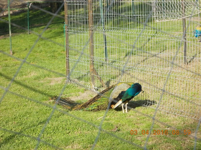 DSCN0457 - PARCUL IOR APRILIE 2016