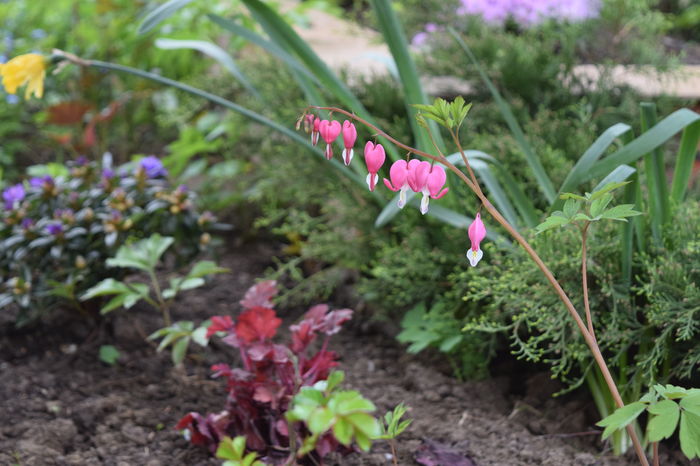 Dicentra spectabilis
