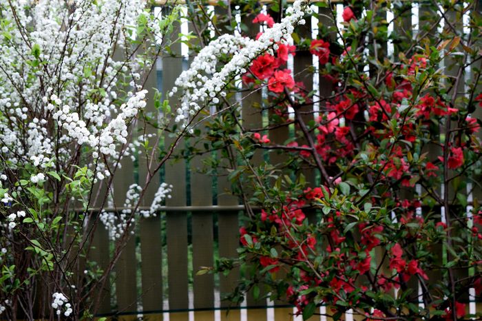 Prunus si Chaenomela