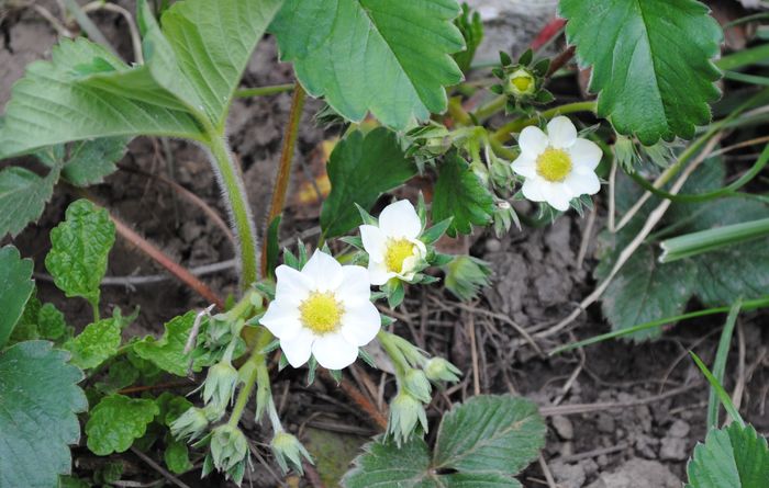 flori de capsunele.. - 2016 plantele mele