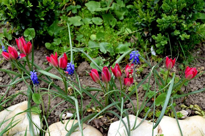 Humilis Violaceea si Muscari