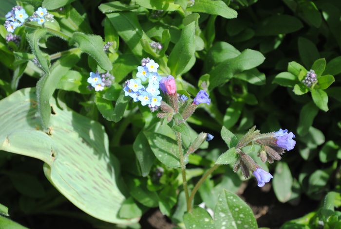 pulmonaria samurai - 2016 plantele mele