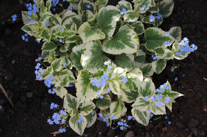 brunnera variegata - 2016 plantele mele