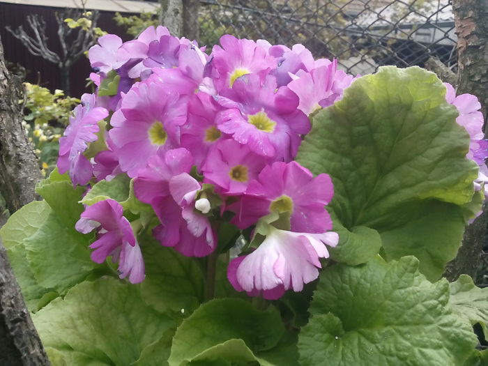 IMG_20160410_122812 - 2016 Primavara