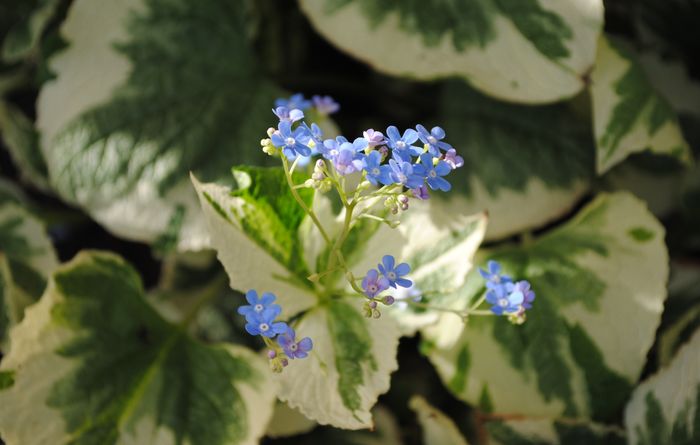 brunnera variegata - 2016 plantele mele
