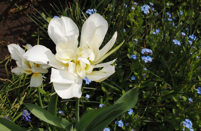 7 aprilie - 2016 plantele mele