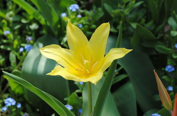 7 aprilie, lalea lily flowered Bayside