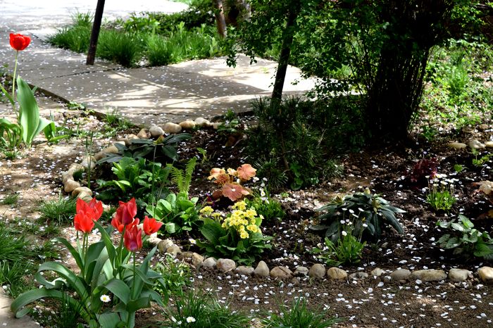 DSC_0219 - 2016 Gradina rozelor_Apr