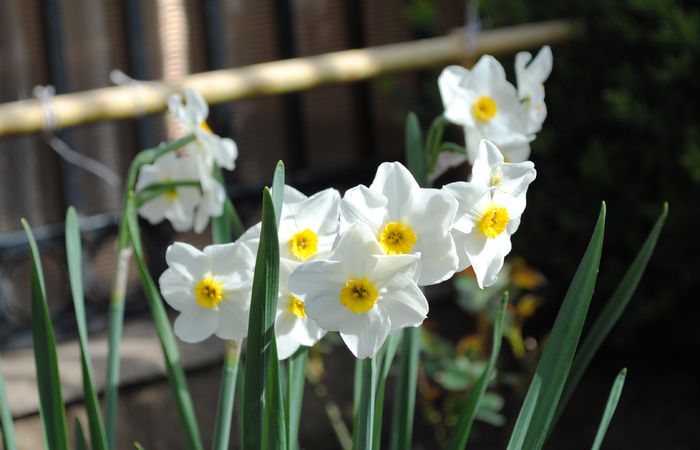 narcise aduse de mama - 2016 plantele mele