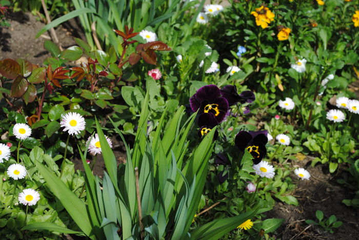 7 aprilie - 2016 plantele mele
