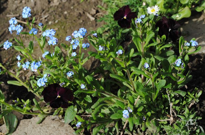 7 aprilie - 2016 plantele mele