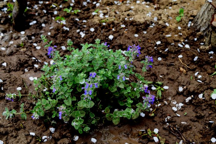 Nepeta - 2016 Idilic garden_Inceputuri