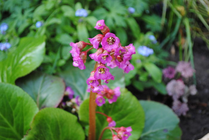10 aprilie - 2016 plantele mele