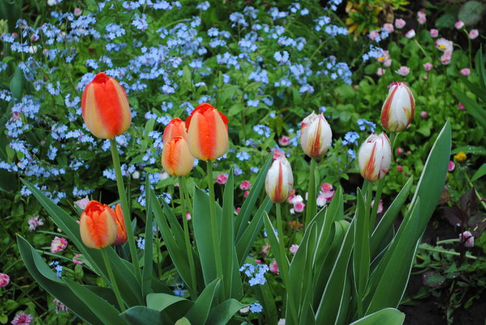 lalele Rembrandt - 2016 plantele mele