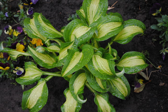 hosta "dance with me" - 2016 plantele mele